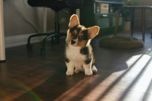 ペットと快適に暮らす家づくりアイデア集 — 素材・窓配置・室温管理のポイント